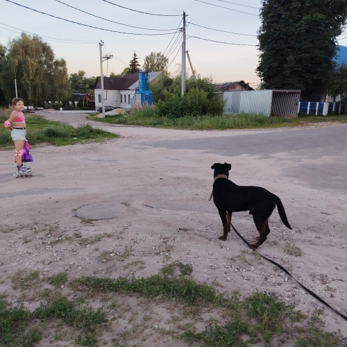 Собачьи страсти