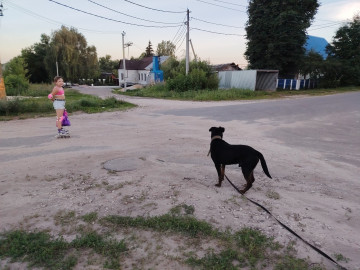 Собачьи страсти
